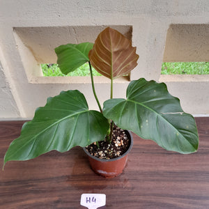 #H4 Philodendron Corsinianum / Bronze Shield