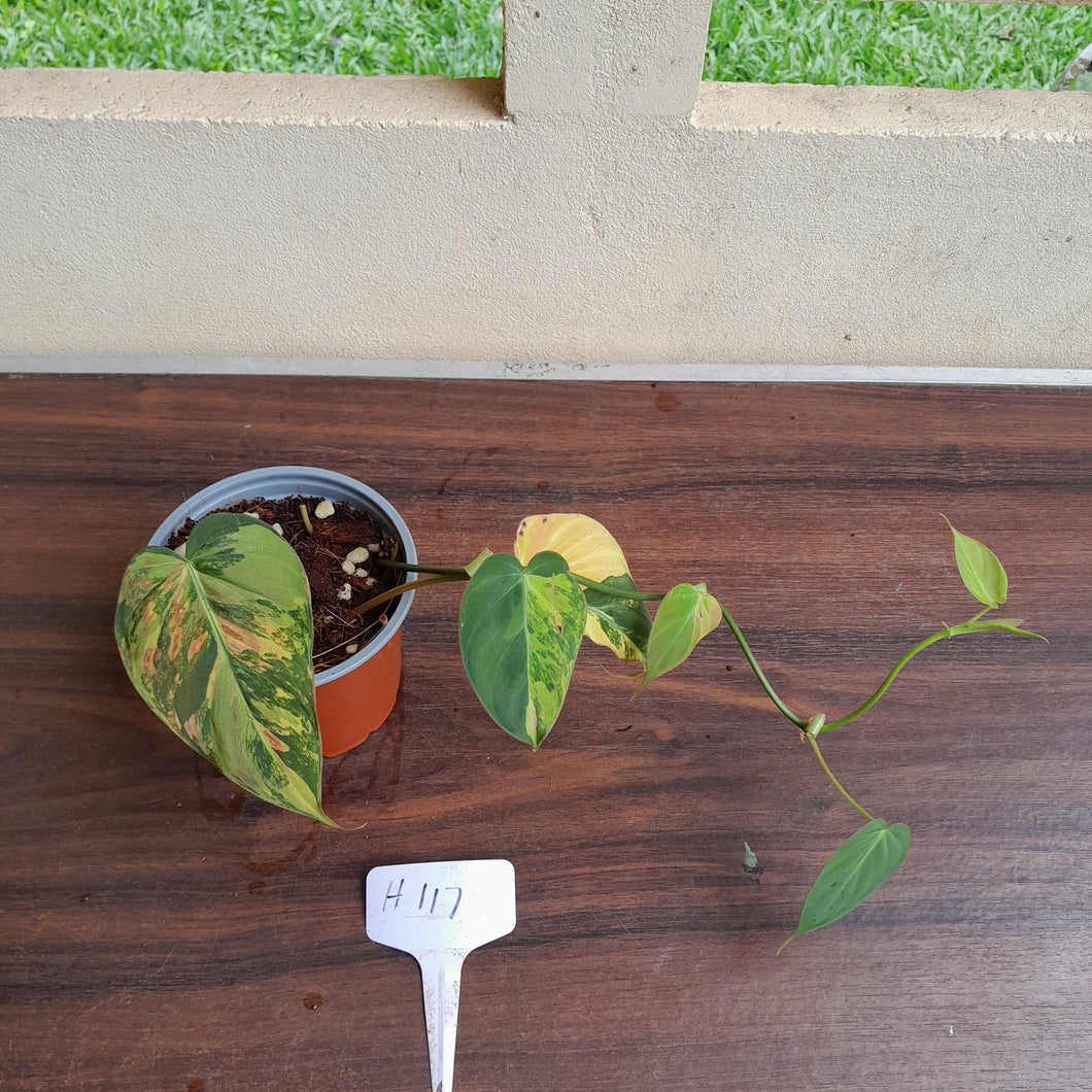 #H117 Variegated Philodendron Micans