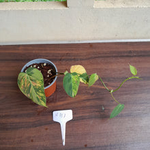 Load image into Gallery viewer, #H117 Variegated Philodendron Micans