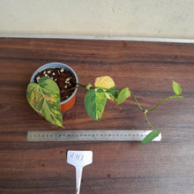 Load image into Gallery viewer, #H117 Variegated Philodendron Micans