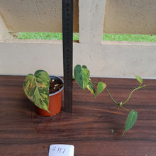 Load image into Gallery viewer, #H117 Variegated Philodendron Micans