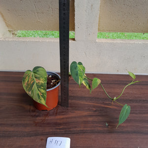 #H117 Variegated Philodendron Micans