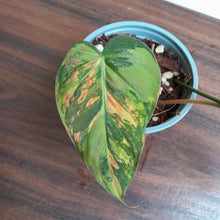 Load image into Gallery viewer, #H117 Variegated Philodendron Micans
