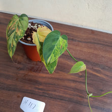Load image into Gallery viewer, #H117 Variegated Philodendron Micans