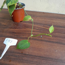 Load image into Gallery viewer, #H117 Variegated Philodendron Micans