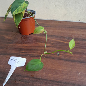 #H117 Variegated Philodendron Micans
