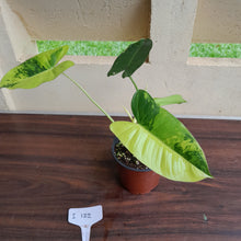 Load image into Gallery viewer, #i122 Variegated Philodendron Burle Marx