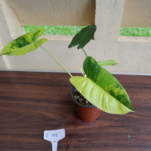 #i122 Variegated Philodendron Burle Marx