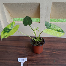 Load image into Gallery viewer, #i122 Variegated Philodendron Burle Marx