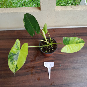 #i122 Variegated Philodendron Burle Marx