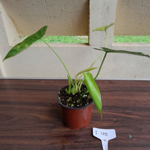 #i122 Variegated Philodendron Burle Marx