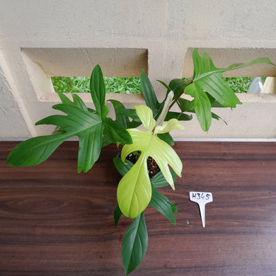 #H345 Philodendron Florida Ghost