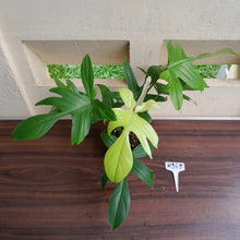 Load image into Gallery viewer, #H345 Philodendron Florida Ghost