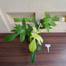 Load image into Gallery viewer, #H345 Philodendron Florida Ghost