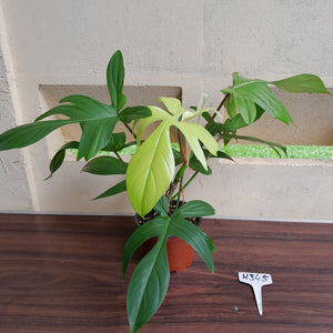 #H345 Philodendron Florida Ghost