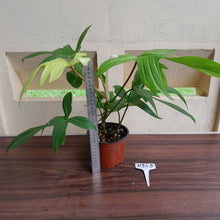 Load image into Gallery viewer, #H345 Philodendron Florida Ghost