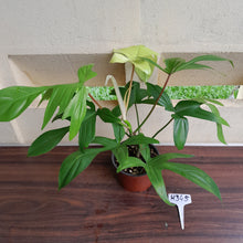Load image into Gallery viewer, #H345 Philodendron Florida Ghost