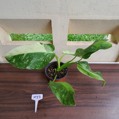 #H22 Philodendron Jose Buono