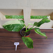 Load image into Gallery viewer, #H22 Philodendron Jose Buono