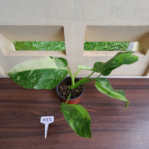 #H22 Philodendron Jose Buono