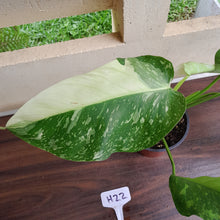 Load image into Gallery viewer, #H22 Philodendron Jose Buono