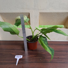 Load image into Gallery viewer, #H22 Philodendron Jose Buono