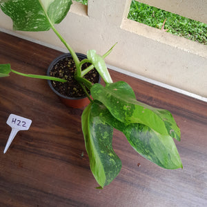 #H22 Philodendron Jose Buono