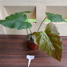 Load image into Gallery viewer, #i80 Philodendron Corsinianum / Bronze Shield