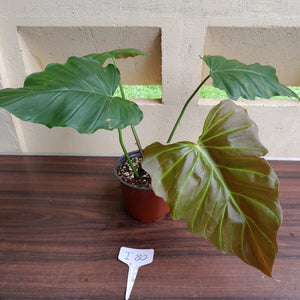 #i80 Philodendron Corsinianum / Bronze Shield