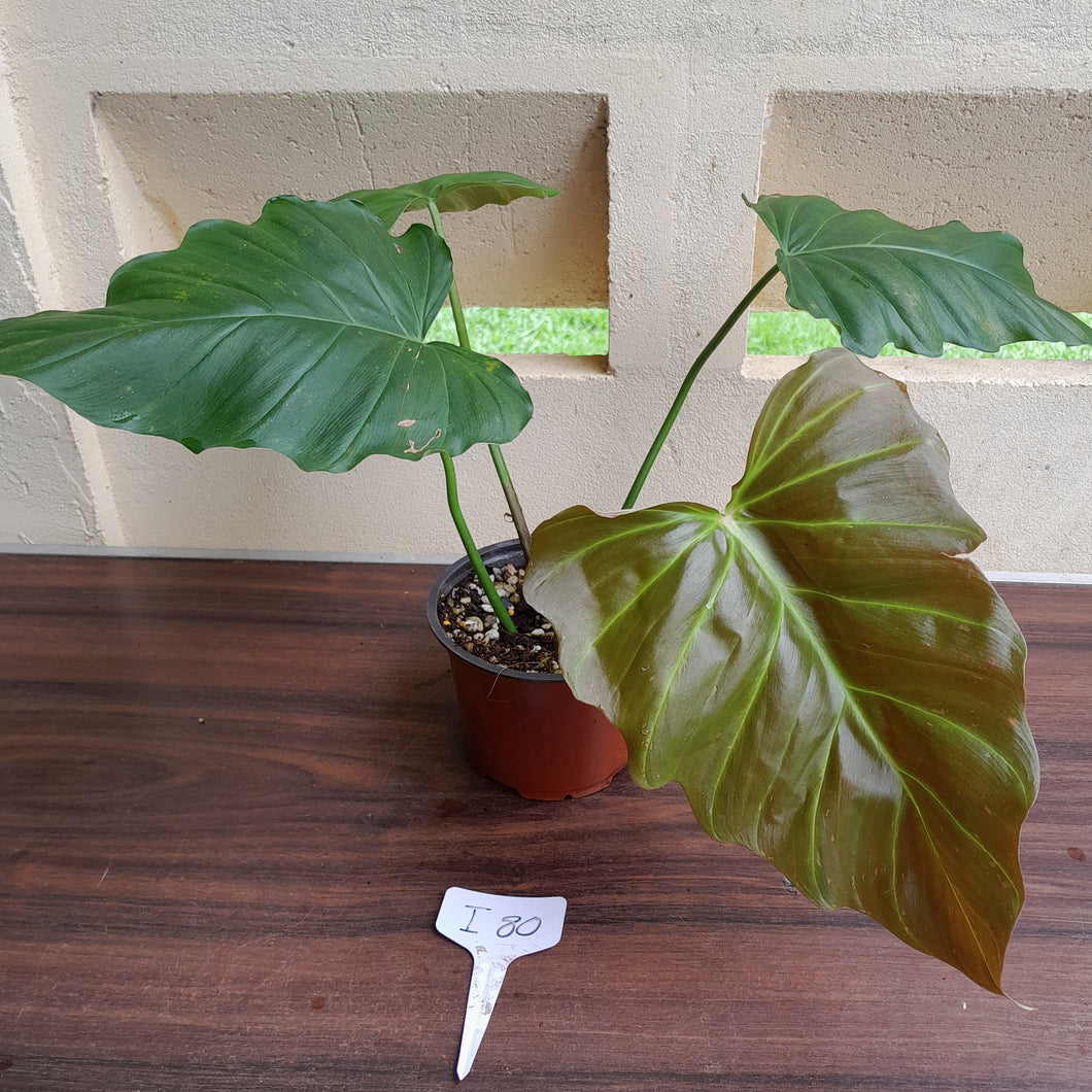 #i80 Philodendron Corsinianum / Bronze Shield