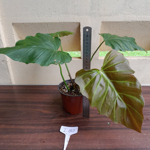 #i80 Philodendron Corsinianum / Bronze Shield
