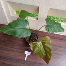 Load image into Gallery viewer, #i80 Philodendron Corsinianum / Bronze Shield