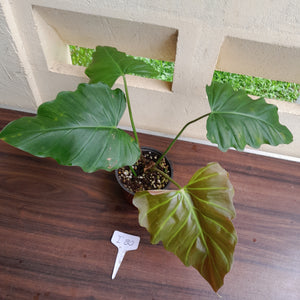 #i80 Philodendron Corsinianum / Bronze Shield