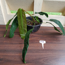 Load image into Gallery viewer, #H38 Large Philodendron Patriciae