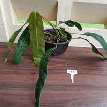 Load image into Gallery viewer, #H38 Large Philodendron Patriciae