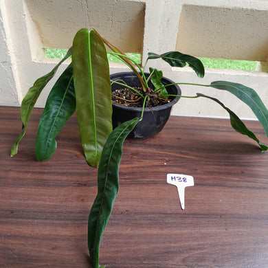 #H38 Large Philodendron Patriciae