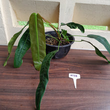Load image into Gallery viewer, #H38 Large Philodendron Patriciae
