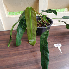 Load image into Gallery viewer, #H38 Large Philodendron Patriciae