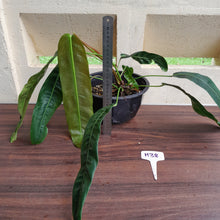 Load image into Gallery viewer, #H38 Large Philodendron Patriciae