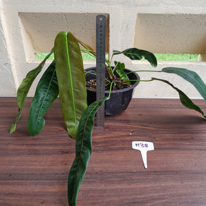#H38 Large Philodendron Patriciae