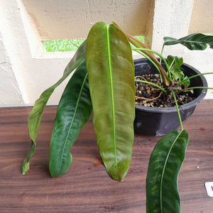 #H38 Large Philodendron Patriciae