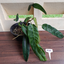 Load image into Gallery viewer, #H38 Large Philodendron Patriciae