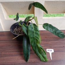 Load image into Gallery viewer, #H38 Large Philodendron Patriciae