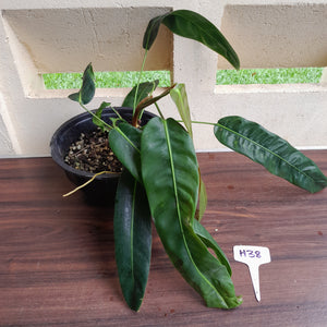 #H38 Large Philodendron Patriciae