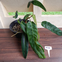 Load image into Gallery viewer, #H38 Large Philodendron Patriciae