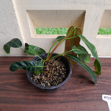Load image into Gallery viewer, #H38 Large Philodendron Patriciae