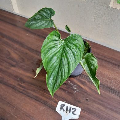 #R112 Philodendron Mamei