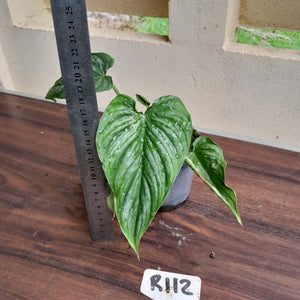 #R112 Philodendron Mamei
