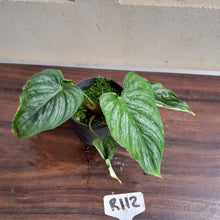 Load image into Gallery viewer, #R112 Philodendron Mamei
