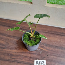 Load image into Gallery viewer, #R112 Philodendron Mamei